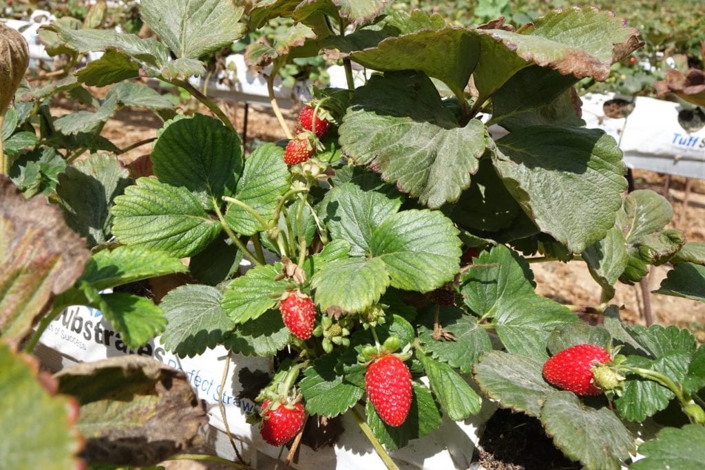 קטיף בחוות תותים בקיבוץ רמת רחל. צילום: ספיר פרץ זילברמן