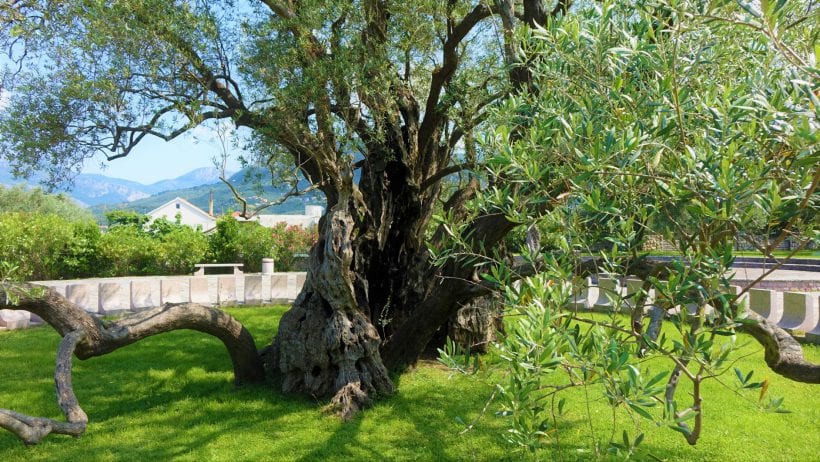 עץ זית עתיק, מונטנגרו צילום ספיר פרץ זילברמן