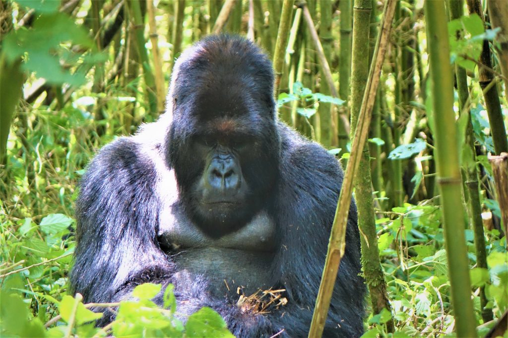 מסע שורשים בעקבות הגורילות והשימפנזים ביערות הגשם של רואנדה
